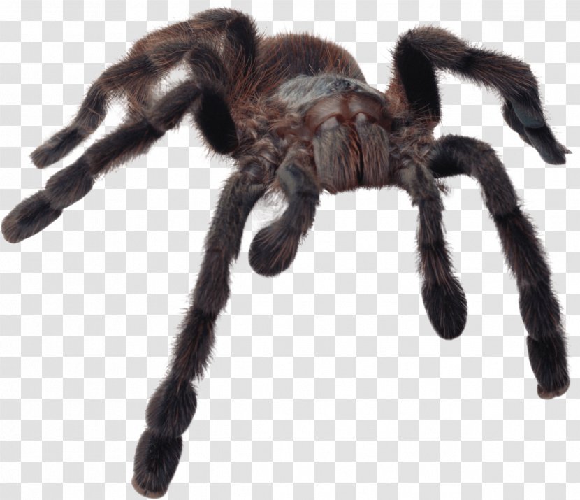 Spiders (Collins Gem) Gem Tarantula - Organism - Scary Transparent PNG