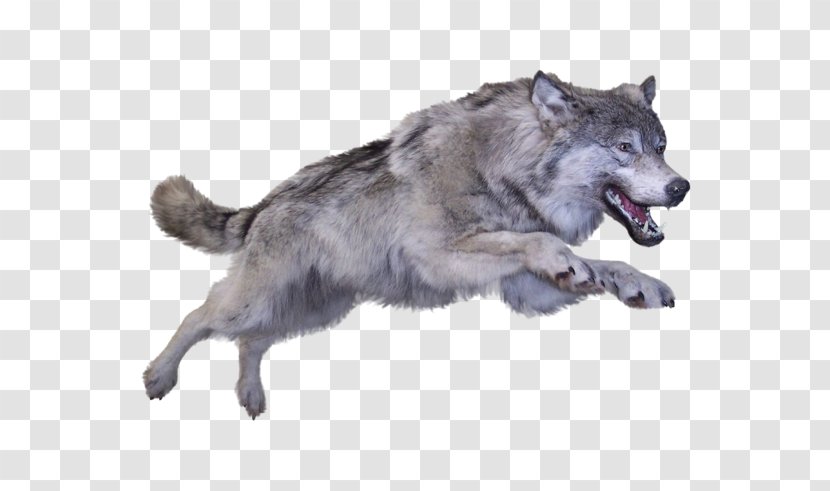 Dog Coyote Arctic Wolf Clip Art - Canadian Eskimo Transparent PNG