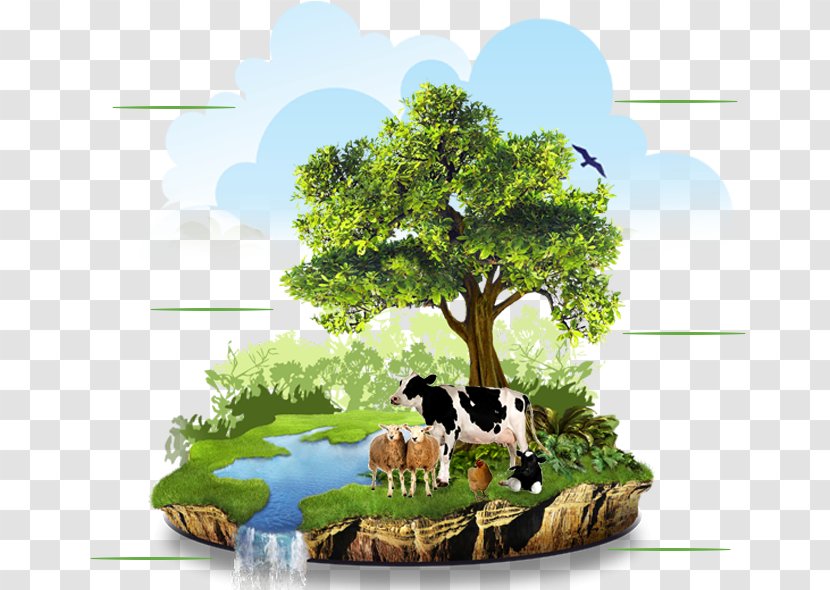 Agriculture Organic Food Farming Natural Environment - Plant Transparent PNG