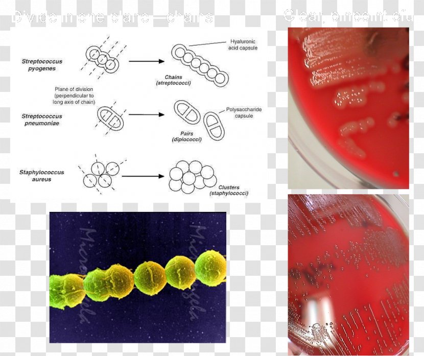 Brand Font - Streptococcus - Design Transparent PNG