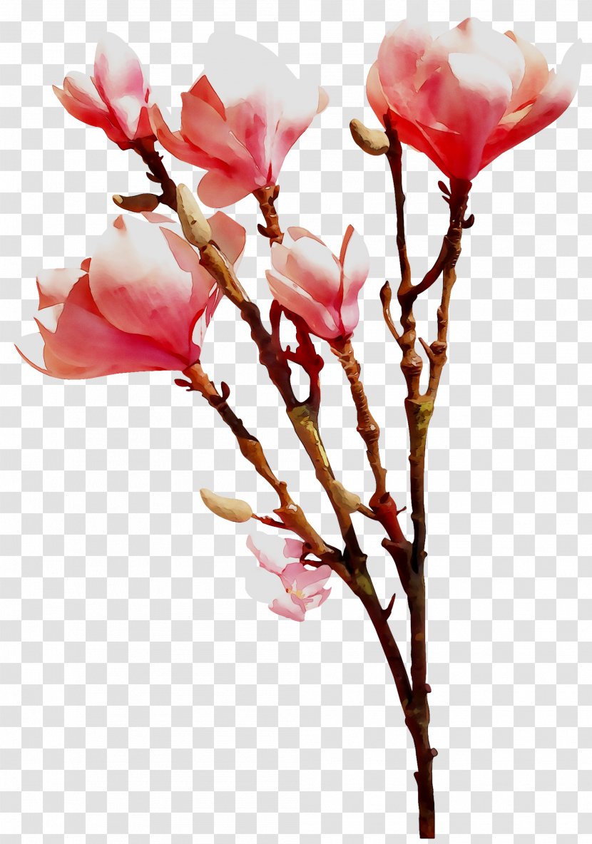 Cut Flowers Plant Stem ST.AU.150 MIN.V.UNC.NR AD Bud - Cherry Blossom Transparent PNG