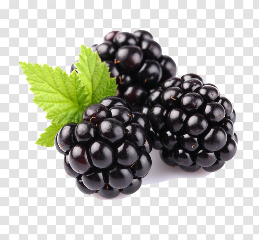 Berry Blackberry Fruit Rubus Plant - Boysenberry - Dewberry Transparent PNG