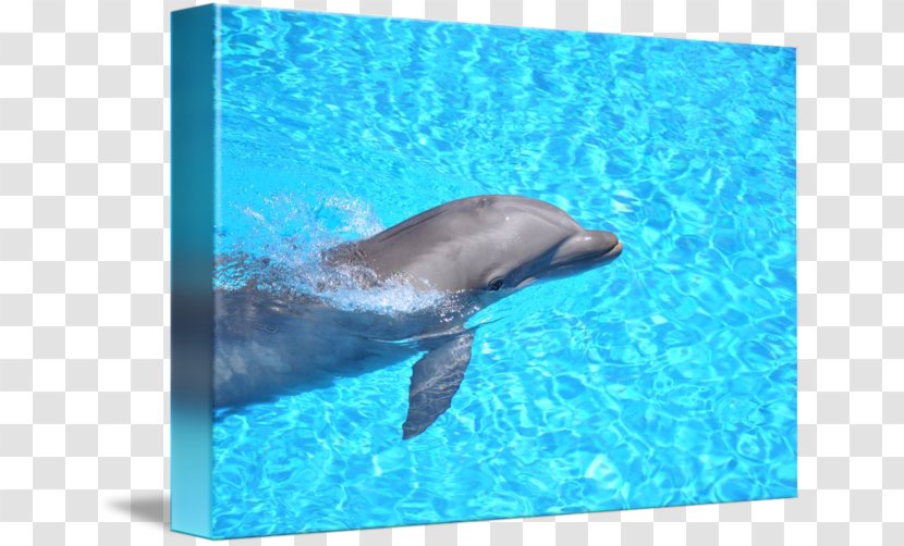 Common Bottlenose Dolphin Wholphin Sticker Loro Parque Transparent PNG