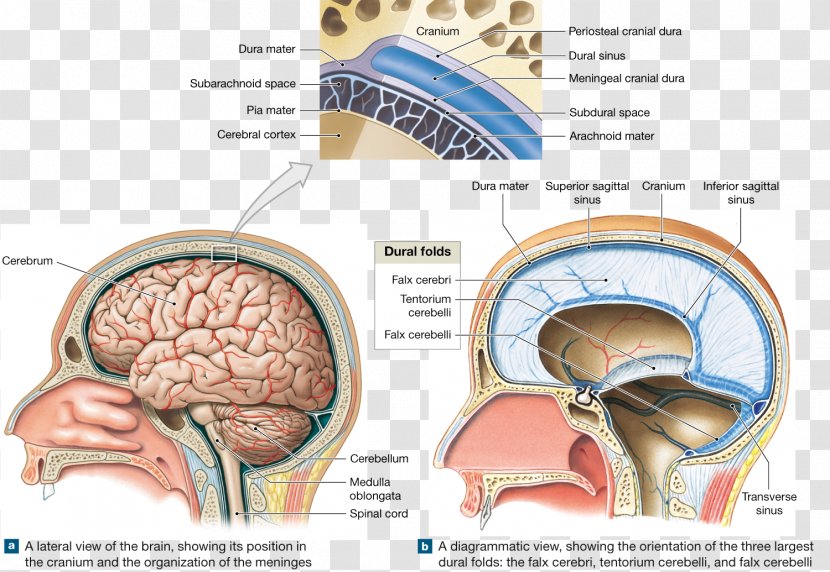 Brain Meninges Skull Cranial Cavity Anatomy - Watercolor - Of The Diagram Transparent PNG