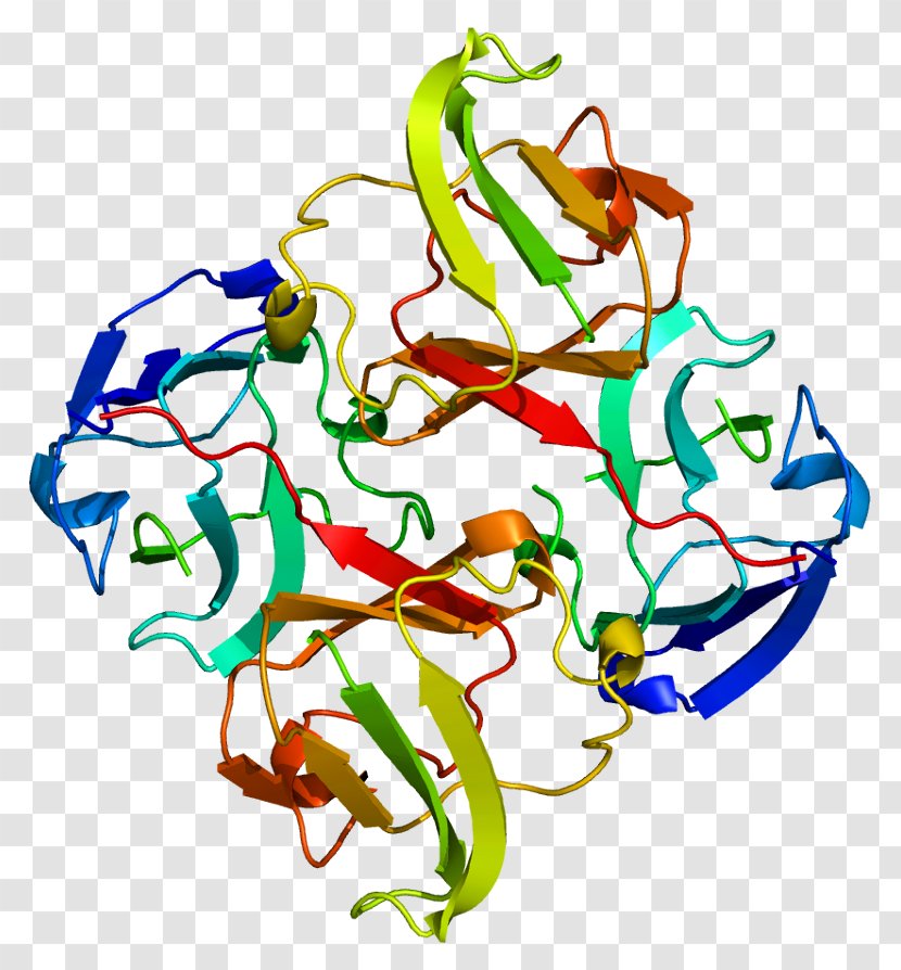 Crystallin CRYBB2 Protein Beta Hairpin - Gene - Cryab Transparent PNG