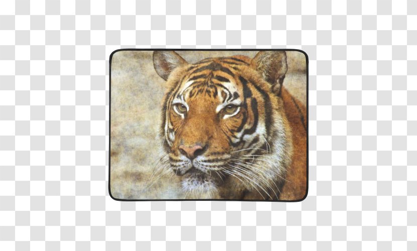 Tiger Whiskers Cat Snout Terrestrial Animal - Carnivoran Transparent PNG
