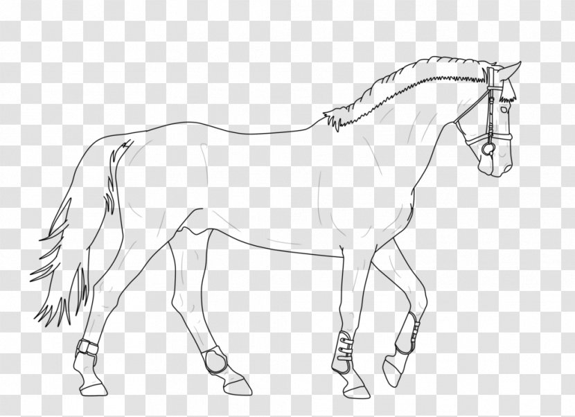 Mule Bridle Foal Stallion Colt - Mustang Transparent PNG