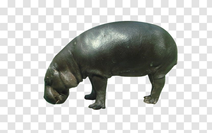 Pygmy Hippopotamus Rhinoceros Wildlife - Snout - Wild Hippo Transparent PNG