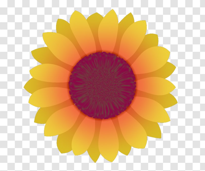 Transvaal Daisy Sunflower M Close-up - Yellow - Funny Bee Transparent PNG