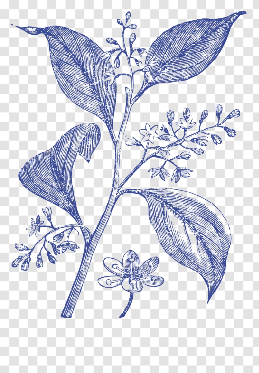 Medicinal Plants Camphor Tree Medicine - Plant Transparent PNG