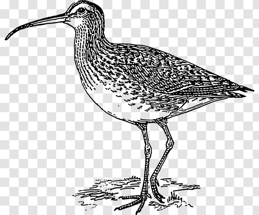 Bird - Longbilled Curlew - Snipe Dowitcher Transparent PNG