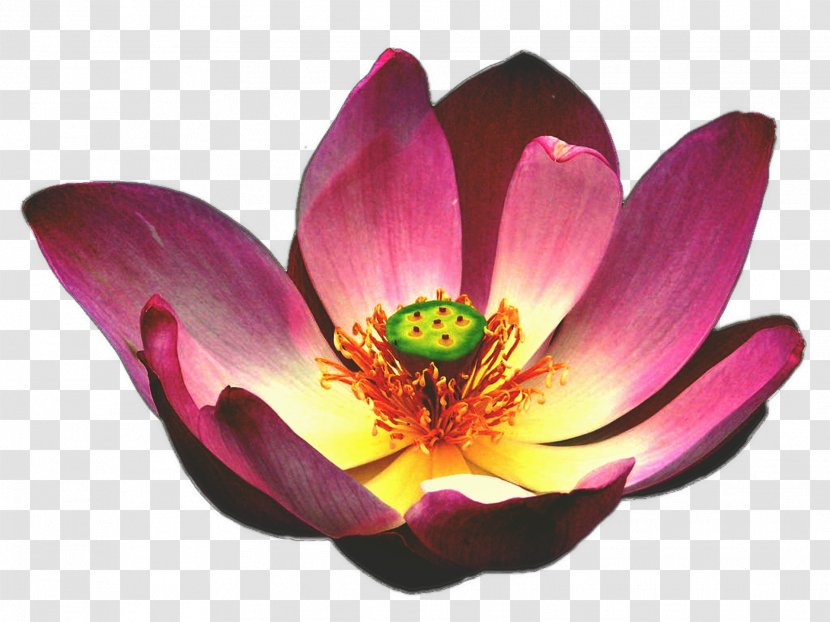 Egyptian Lotus Nelumbo Nucifera Flower Aquatic Plants - Lilium - Waterlily Transparent PNG