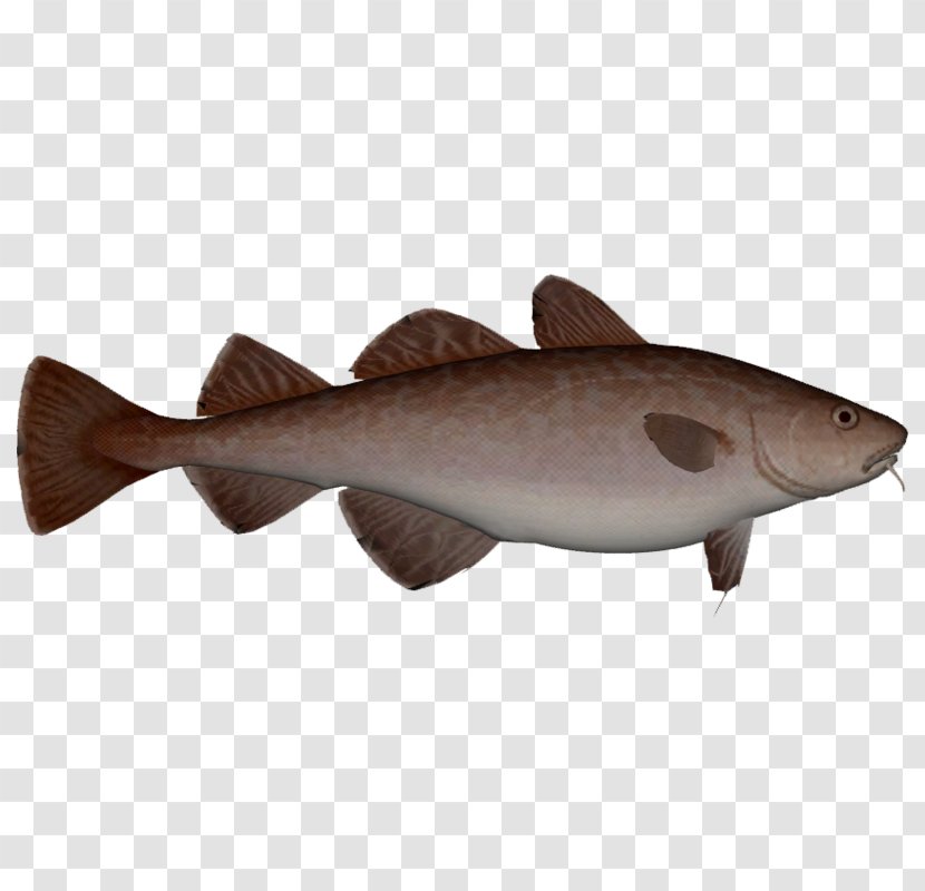 Squaliform Sharks 09777 Fauna Catfish Salmon - Fish Transparent PNG
