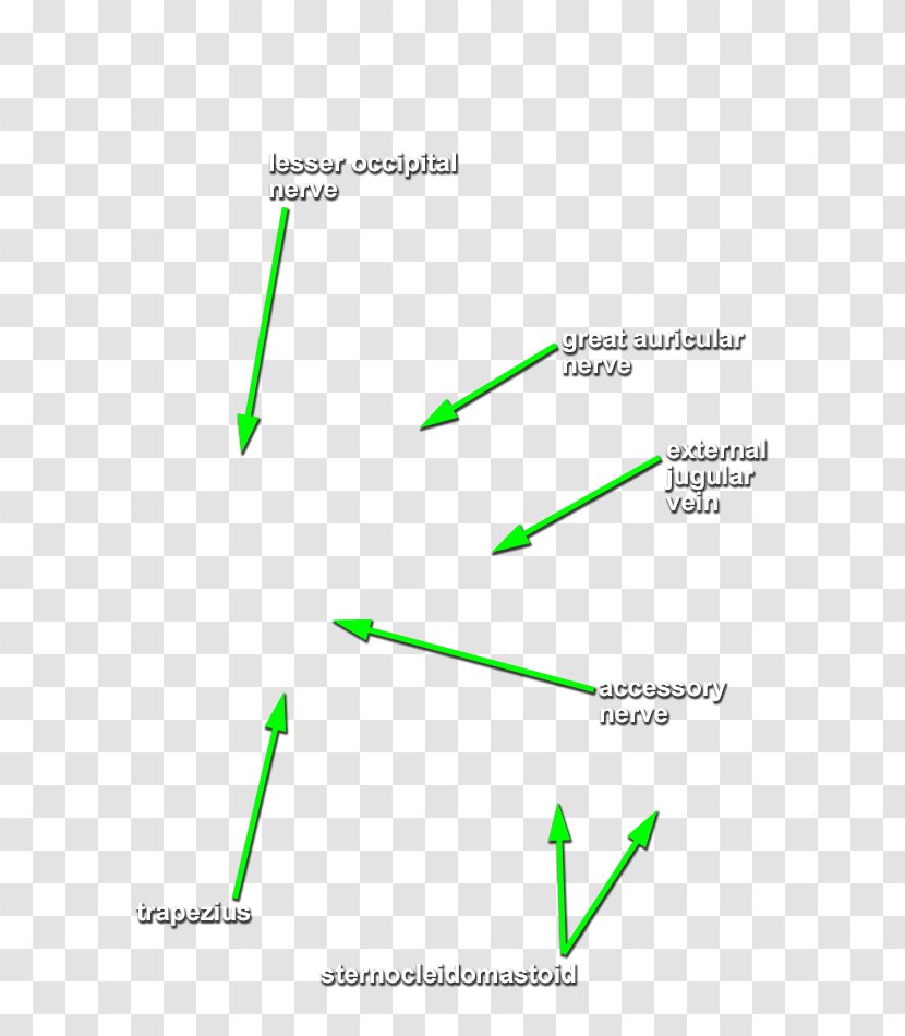 Line Green Angle - Text - Head And Neck Transparent PNG