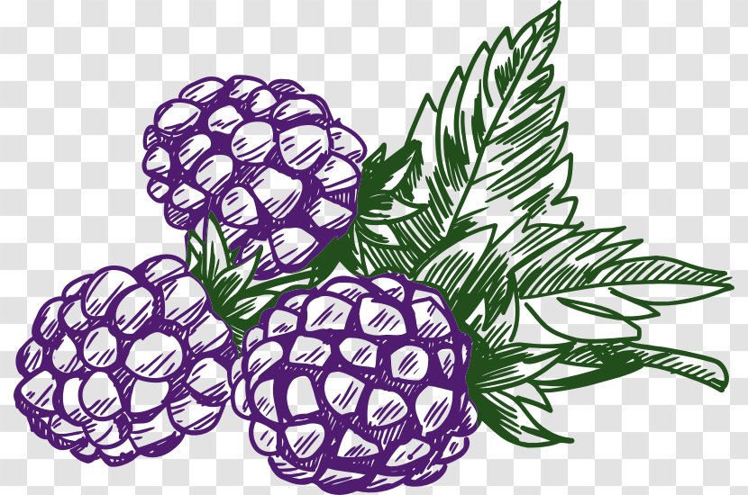 Blackberry Raspberry Fruit Clip Art - Purple - Vector Transparent PNG
