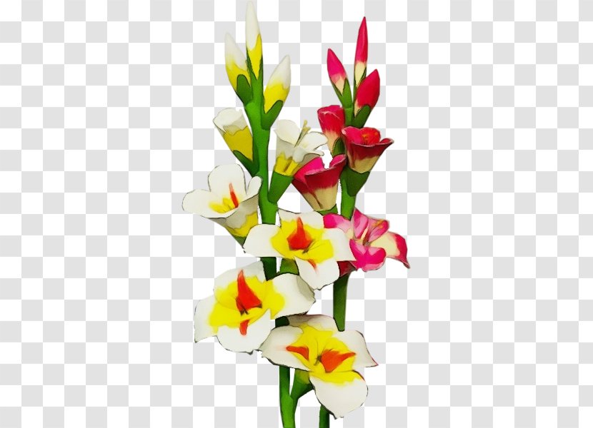 Flower Flowering Plant Cut Flowers Gladiolus - Ixia Iris Family Transparent PNG
