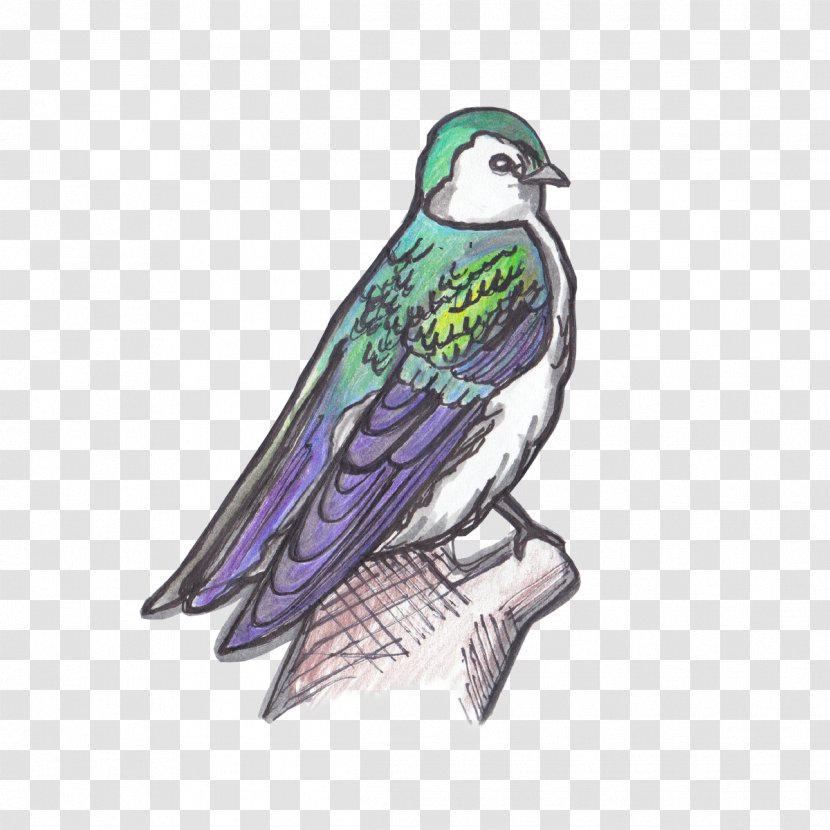Beak Birdwatching Violet-green Swallow - Bird Of Prey Transparent PNG