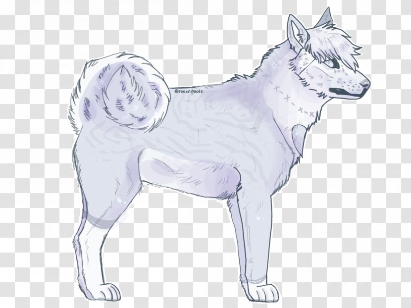 Kishu Dog Breed Puppy Sketch Whiskers - Drawing Transparent PNG