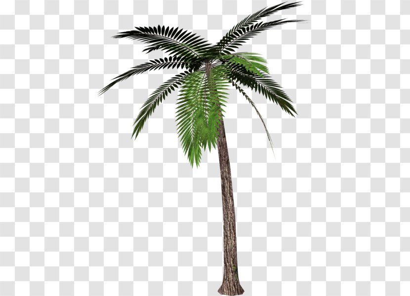 Arecaceae Tree Clip Art - Elaeis Transparent PNG