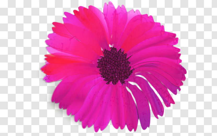 Clip Art Flower Openclipart Fuchsia Vector Graphics - Aster - African Daisy Transparent PNG