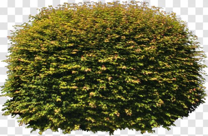 Tree Texture Mapping Color - Bushes Transparent PNG