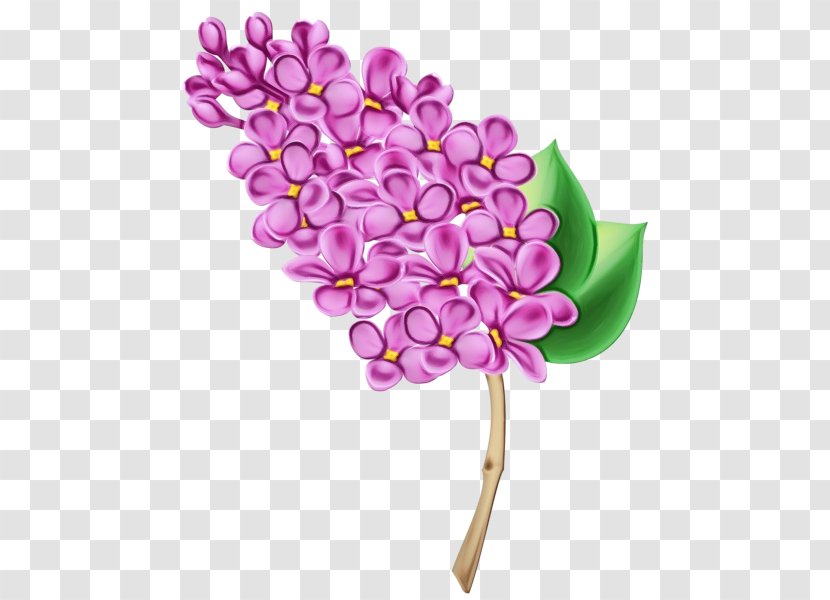 Lilac Flower Plant Purple - Cut Flowers Petal Transparent PNG