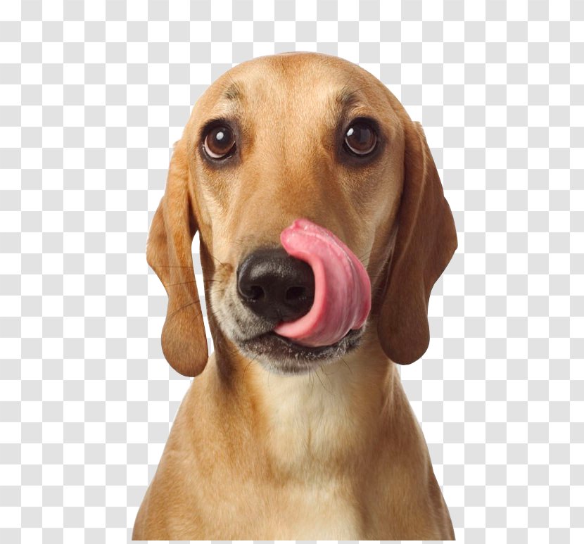 Redbone Coonhound Treeing Walker Harrier Azawakh Vizsla - Nose - Cute Tongue Of The Dog Transparent PNG