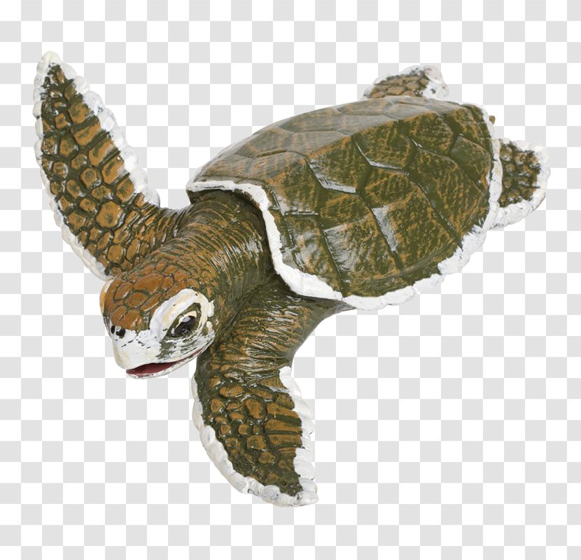Kemp's Ridley Sea Turtle Reptile Protecting Turtles Safari Ltd - Fauna Transparent PNG