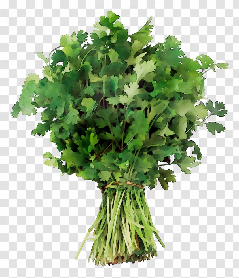 Coriander Crown Daisy Parsley Vegetable Spring Greens - Welsh Onion - Celery Transparent PNG