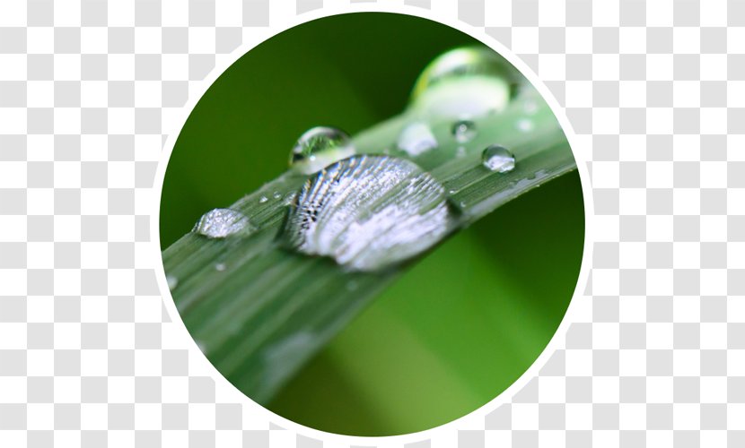 Leaf - Drop - Grass Transparent PNG