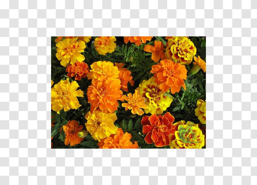 Mexican Marigold Seed Flower Garden Annual Plant - Forsythia Transparent PNG