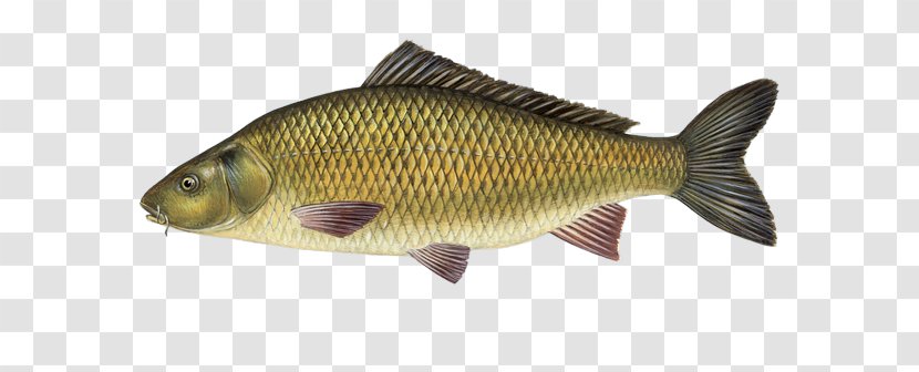 Rudd Carp Koi Flower Horn Freshwater Fish - Farming - Fishing Transparent PNG