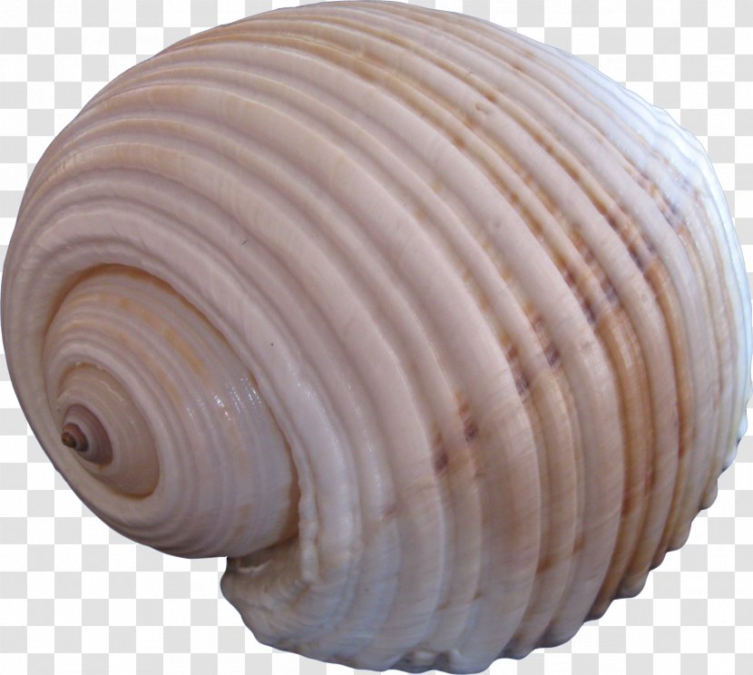 Seashell Clip Art - Conch - Creative Transparent PNG