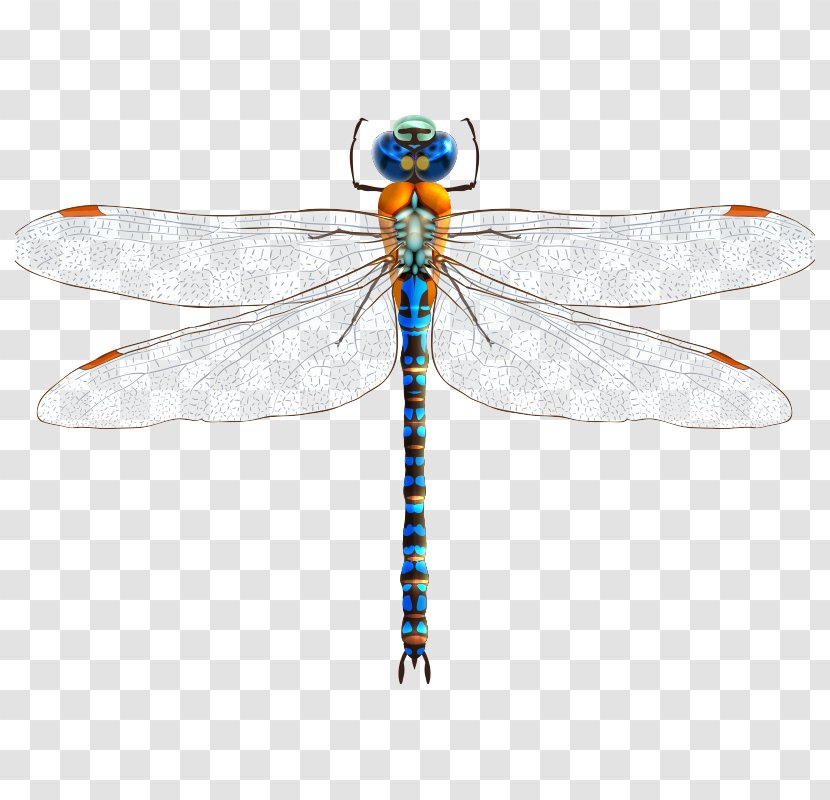 Insect Dragonfly Clip Art - Drawing - Insect,dragonfly Transparent PNG