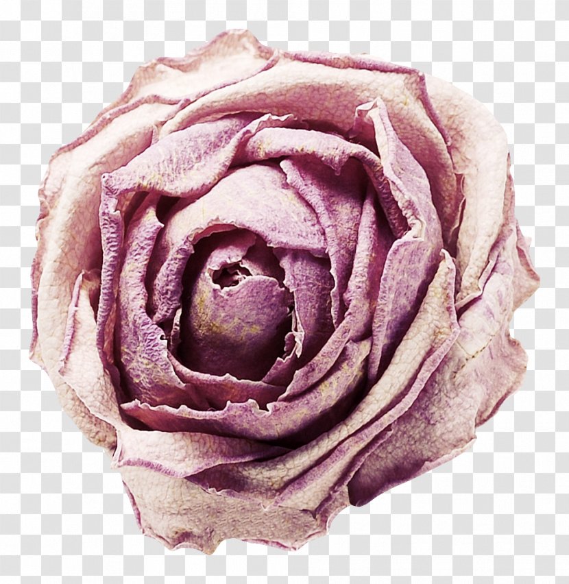Download - Resource - Close Up Roses Transparent PNG
