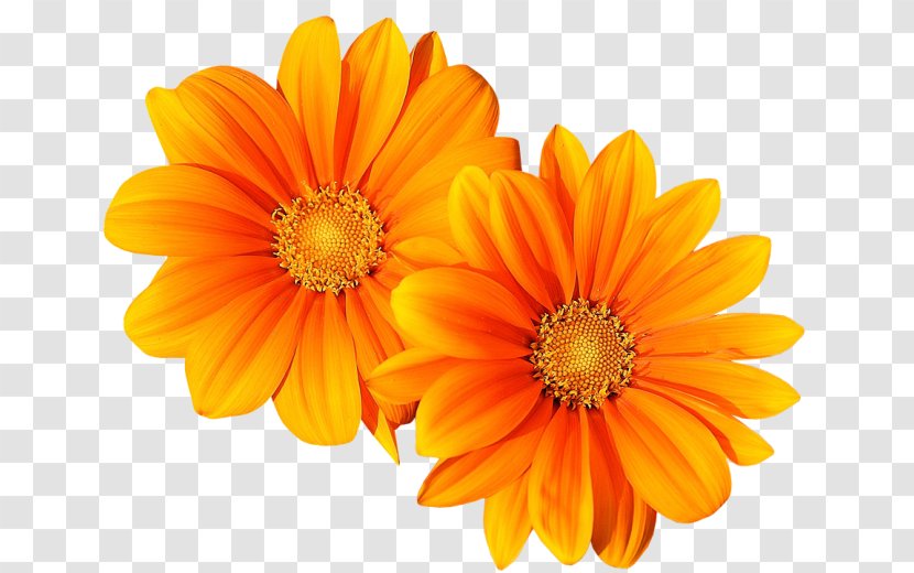 Flower Twin Blume - Royaltyfree Transparent PNG