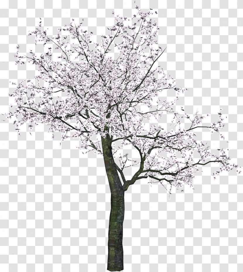 Cherry Blossom Spring Twig Tree - Woody Plant - Image Transparent PNG