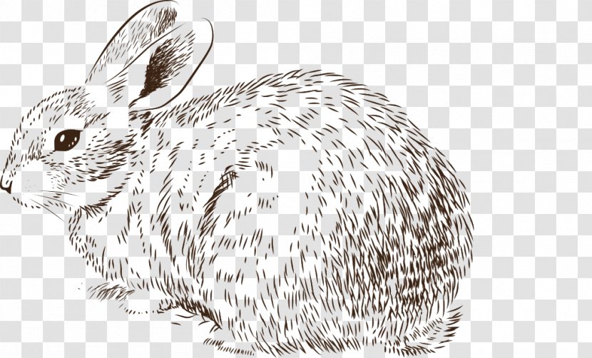 Easter Bunny Rabbit Drawing Illustration - Domestic - Fluffy Transparent PNG