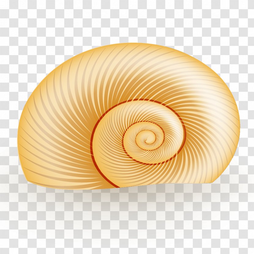Seashell Spiral Nautilida Circle - Conch Vector Transparent PNG