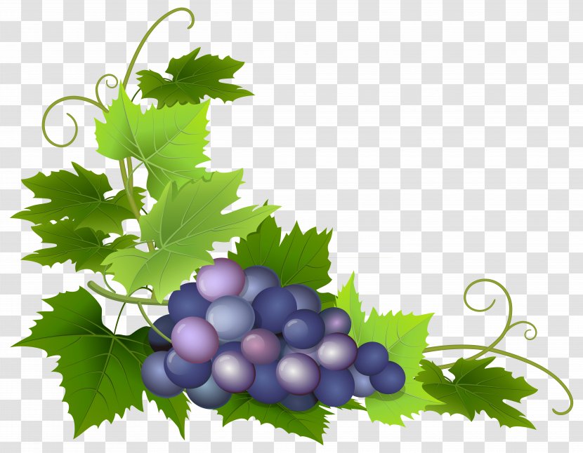 Common Grape Vine Wine Leaves Clip Art - Plant - Grapes Transparent PNG