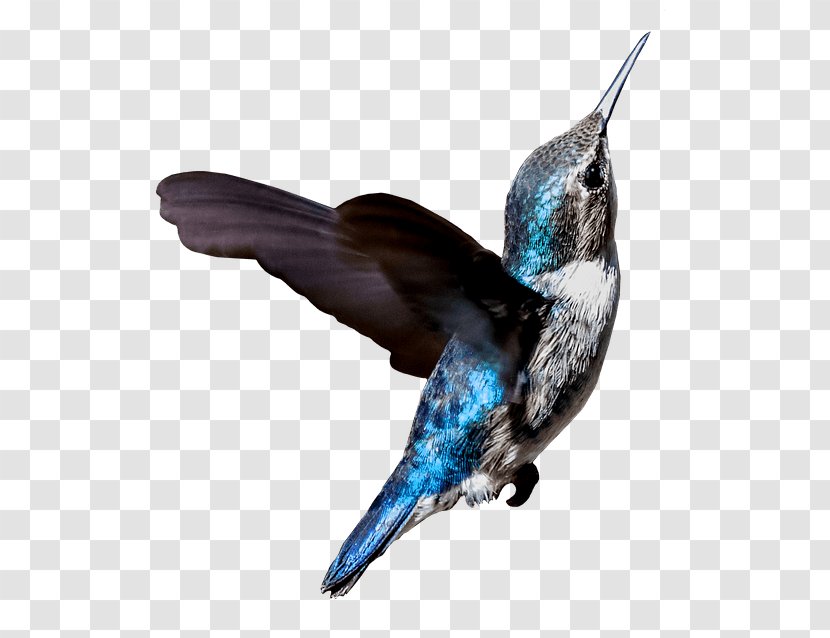 Bird Wing - Perching Transparent PNG