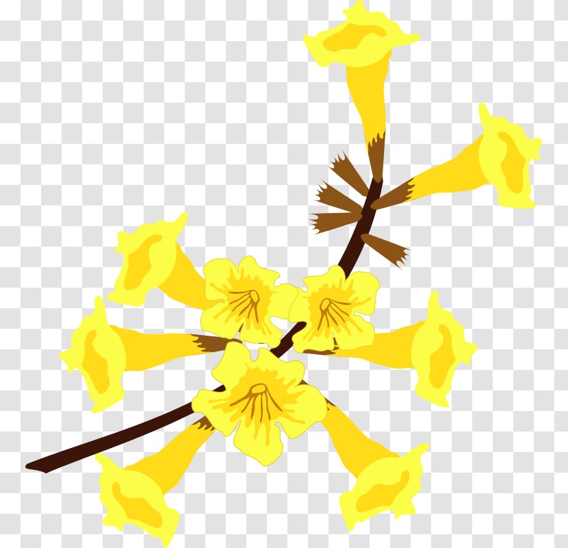 Flower Yellow Ipe Handroanthus Albus - Flor Transparent PNG