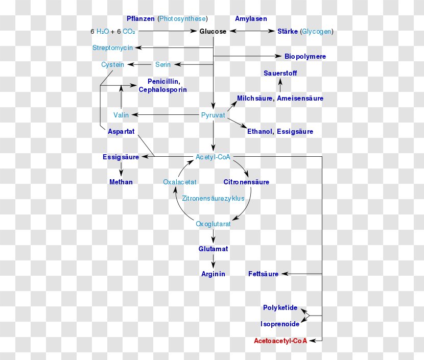 Glucose Monosaccharide Fructose Food Sugar - Document Transparent PNG