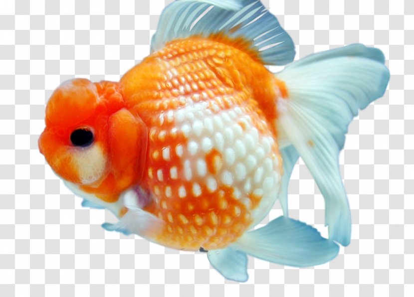 Koi Goldfish - Feeder Fish Transparent PNG