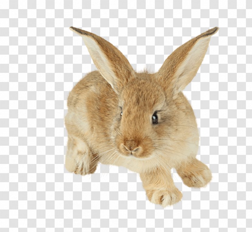 Easter Bunny Hare Cottontail Rabbit Domestic Baby Bunnies - Fauna - Yellow Transparent PNG