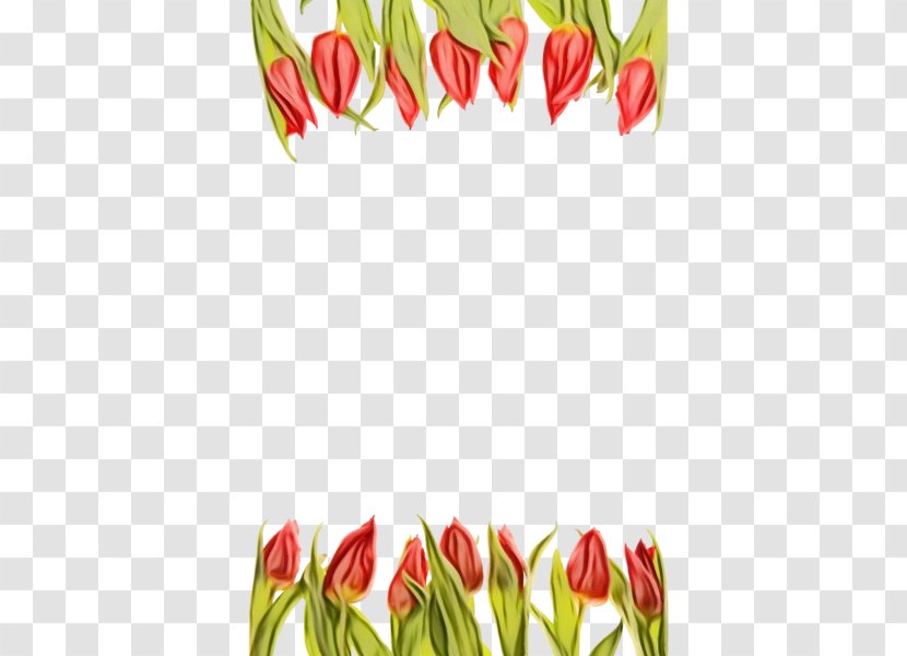 Watercolor Floral Background - Flowering Plant - Lady Tulip Anthurium Transparent PNG