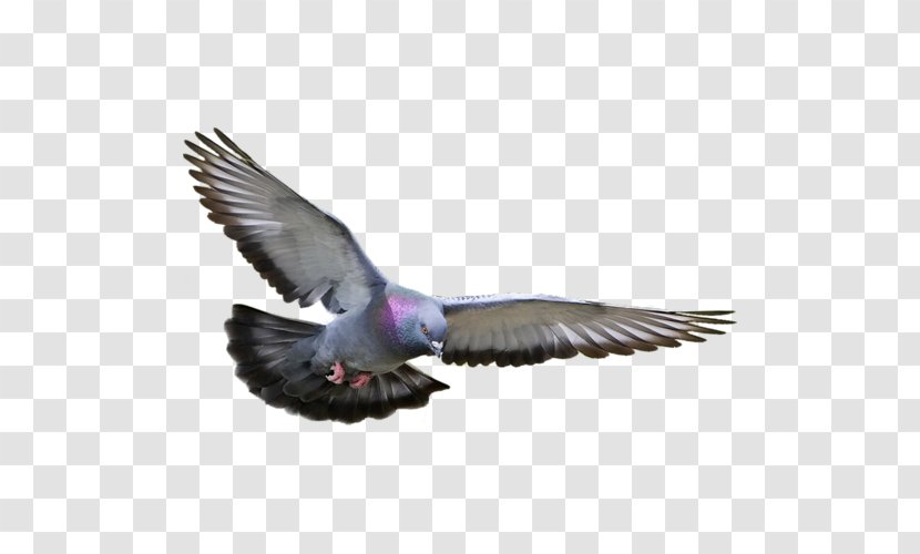 Racing Homer Columbidae Homing Pigeon Bird Fancy - American Union Transparent PNG