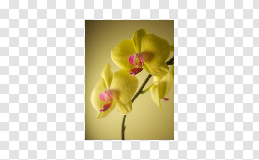 Flower Map Writing My Will Moth Orchids Author - Yellow - Invention Transparent PNG