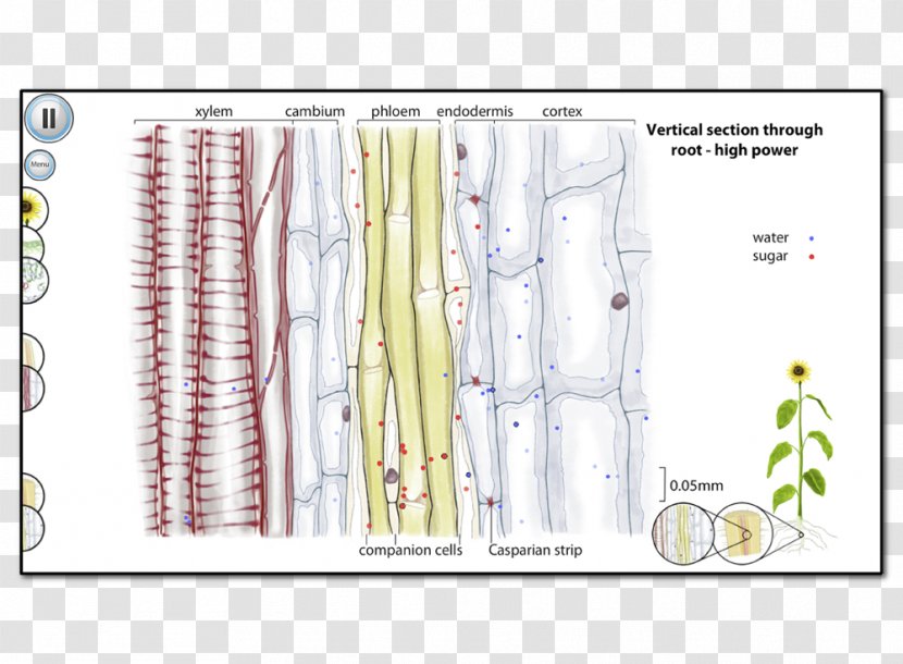 Xylem Phloem Plant Gfycat Anatomy - Diagram Transparent PNG