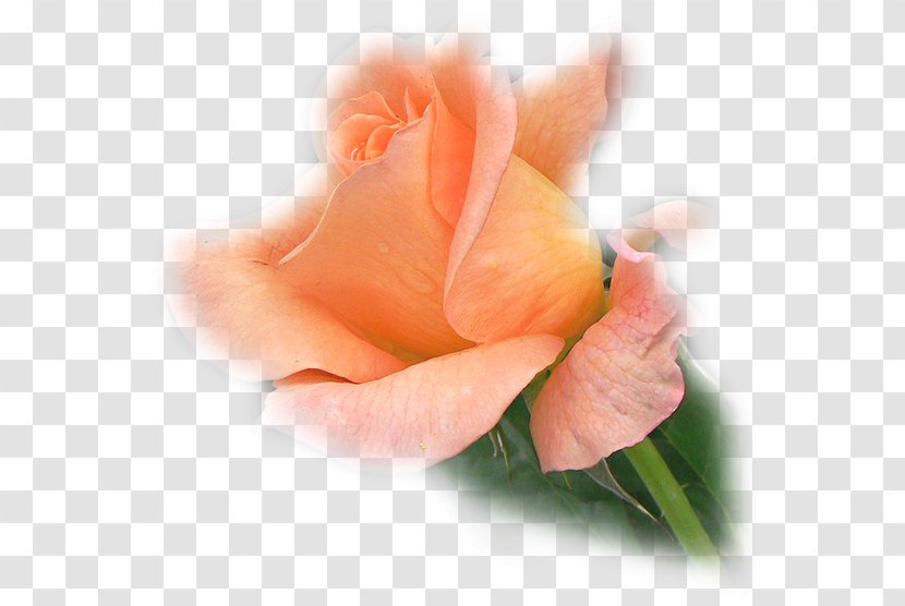 Garden Roses Flower Blog Clip Art Transparent PNG